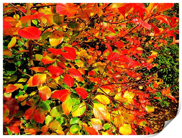 Autumn Colours Print by Colin Richards
