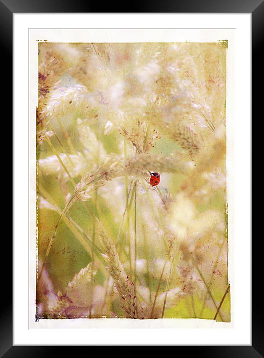 Ladybird Ladybird fly away home Framed Mounted Print by Dawn Cox