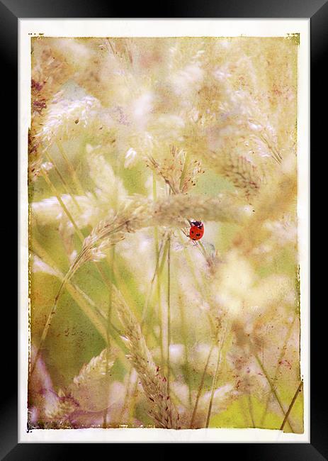 Ladybird Ladybird fly away home Framed Print by Dawn Cox