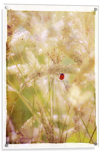 Ladybird Ladybird fly away home Acrylic by Dawn Cox