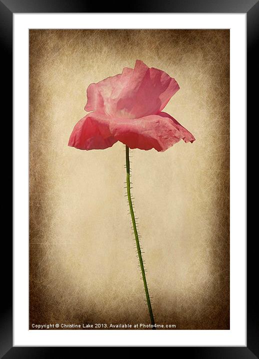 Pretty in Pink Framed Mounted Print by Christine Lake