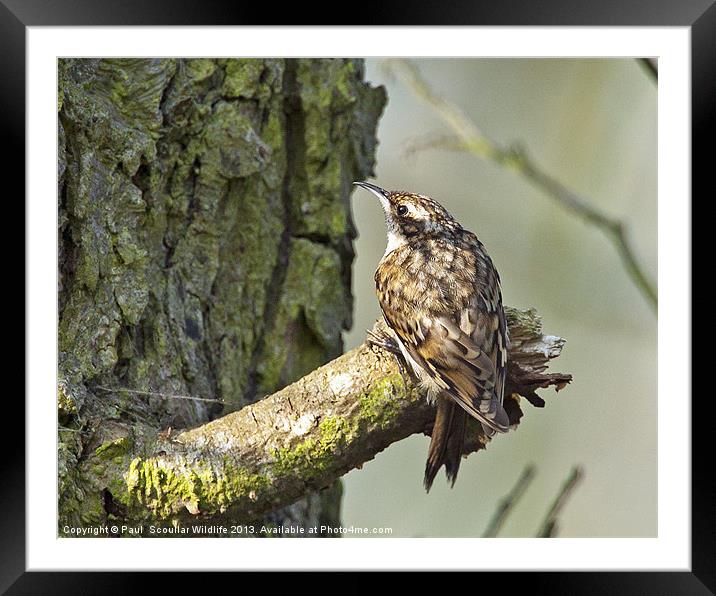 Tree Creeper Framed Mounted Print by Paul Scoullar