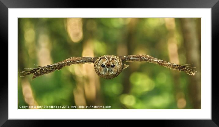 Tawny owl head on in flight Framed Mounted Print by Izzy Standbridge