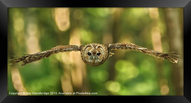 Tawny owl head on in flight Framed Print by Izzy Standbridge