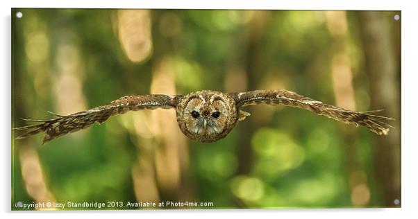 Tawny owl head on in flight Acrylic by Izzy Standbridge