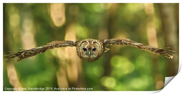 Tawny owl head on in flight Print by Izzy Standbridge