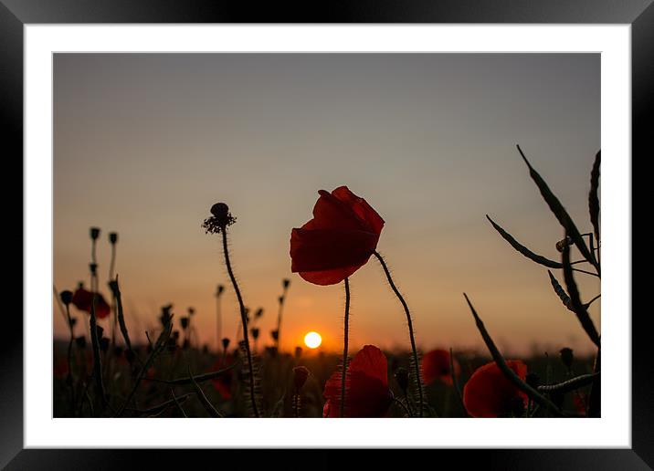Wild Poppy at Sunset Framed Mounted Print by Adam Moseley