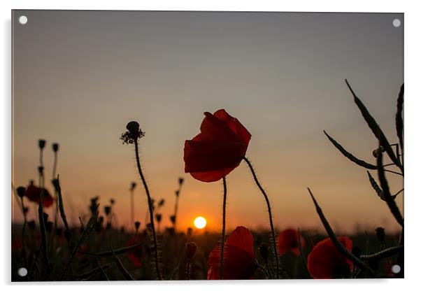 Wild Poppy at Sunset Acrylic by Adam Moseley