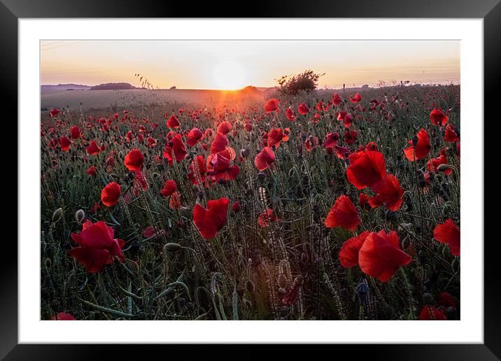 Poppies at Sunset Framed Mounted Print by Adam Moseley