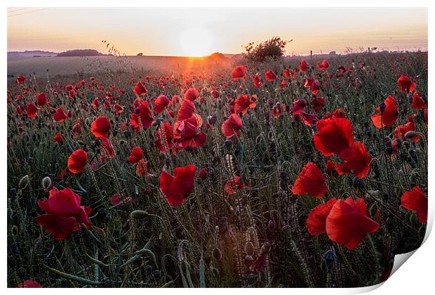 Poppies at Sunset Print by Adam Moseley