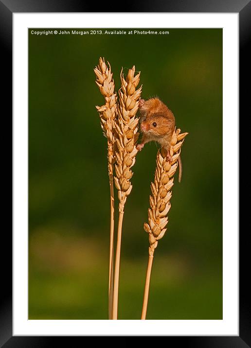 Harvest mouse. Framed Mounted Print by John Morgan