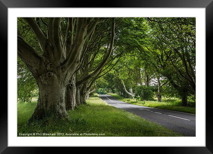 The Beech Avenue Framed Mounted Print by Phil Wareham