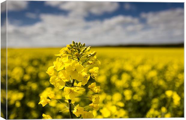 Rapeseed Canvas Print by derrick smith