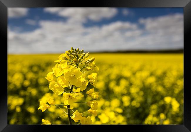 Rapeseed Framed Print by derrick smith