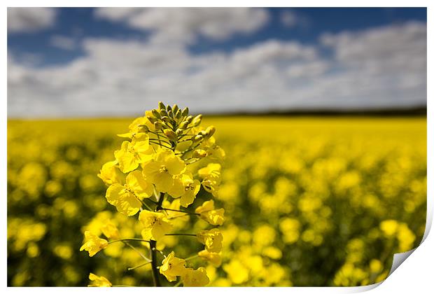 Rapeseed Print by derrick smith