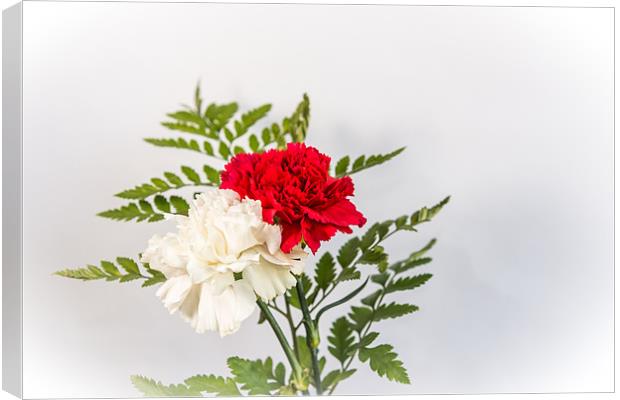 Red & White Carnation Canvas Print by Ian Johnston  LRPS