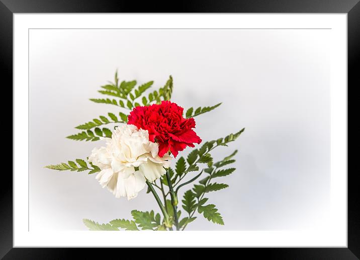 Red & White Carnation Framed Mounted Print by Ian Johnston  LRPS