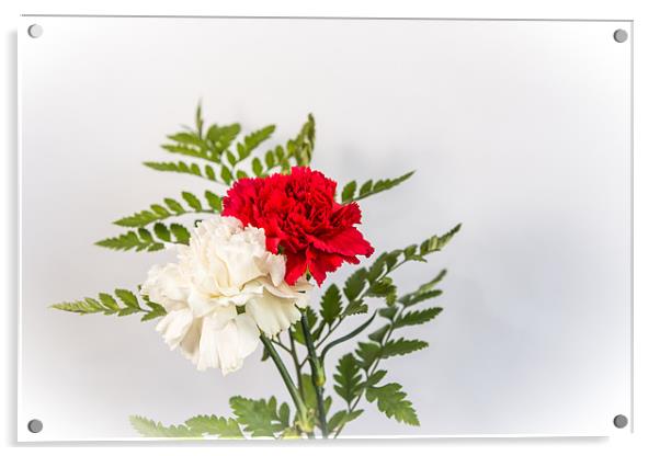 Red & White Carnation Acrylic by Ian Johnston  LRPS