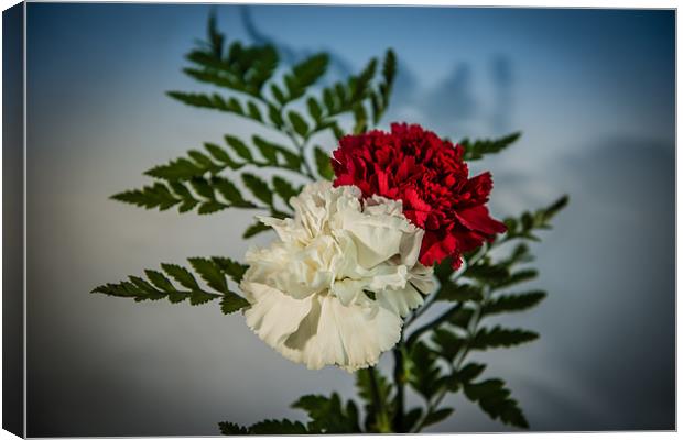 Carnations red & white Canvas Print by Ian Johnston  LRPS