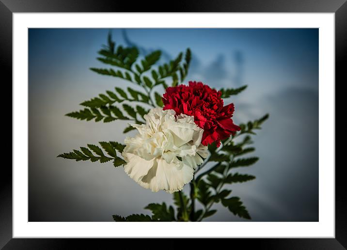 Carnations red & white Framed Mounted Print by Ian Johnston  LRPS
