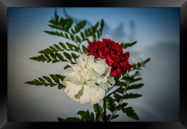 Carnations red & white Framed Print by Ian Johnston  LRPS