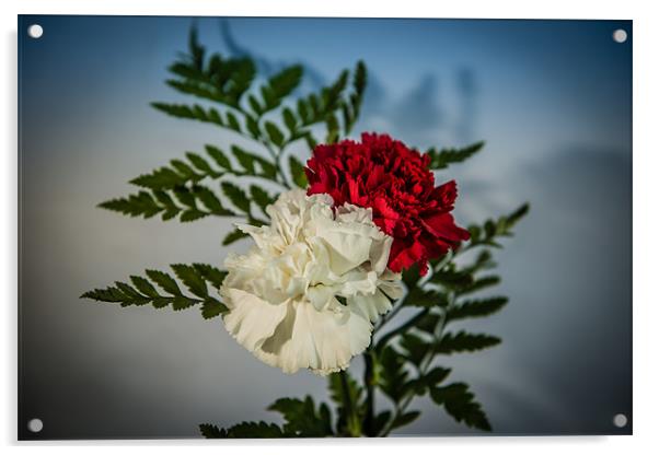 Carnations red & white Acrylic by Ian Johnston  LRPS