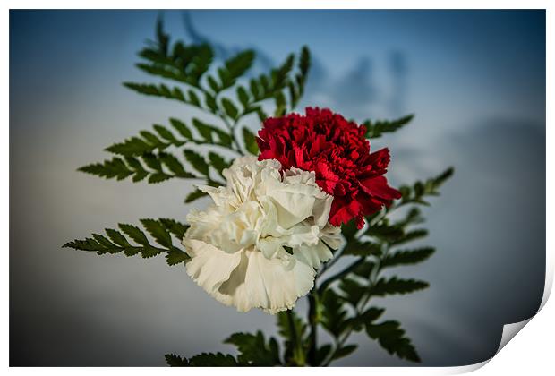 Carnations red & white Print by Ian Johnston  LRPS