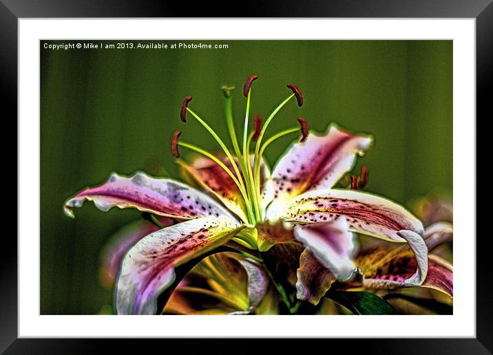 Lillies Framed Mounted Print by Thanet Photos
