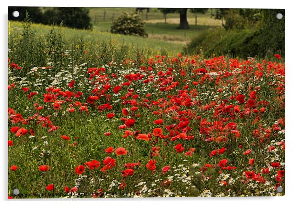 Field of Poppies Acrylic by Ann Garrett
