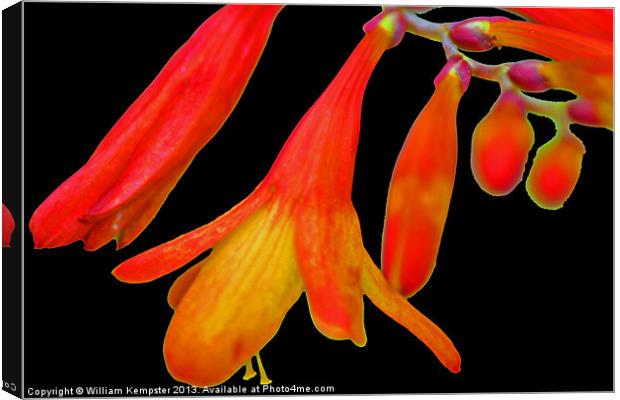 Crocosmia Lucifer Canvas Print by William Kempster