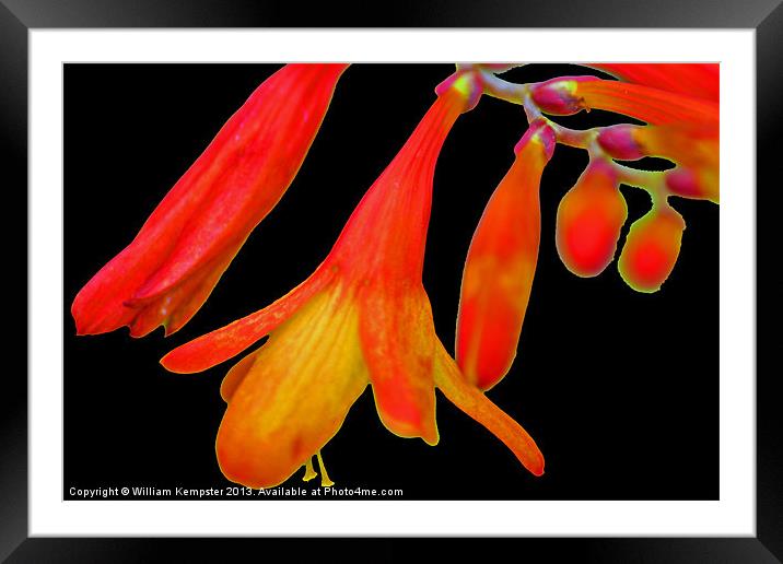Crocosmia Lucifer Framed Mounted Print by William Kempster
