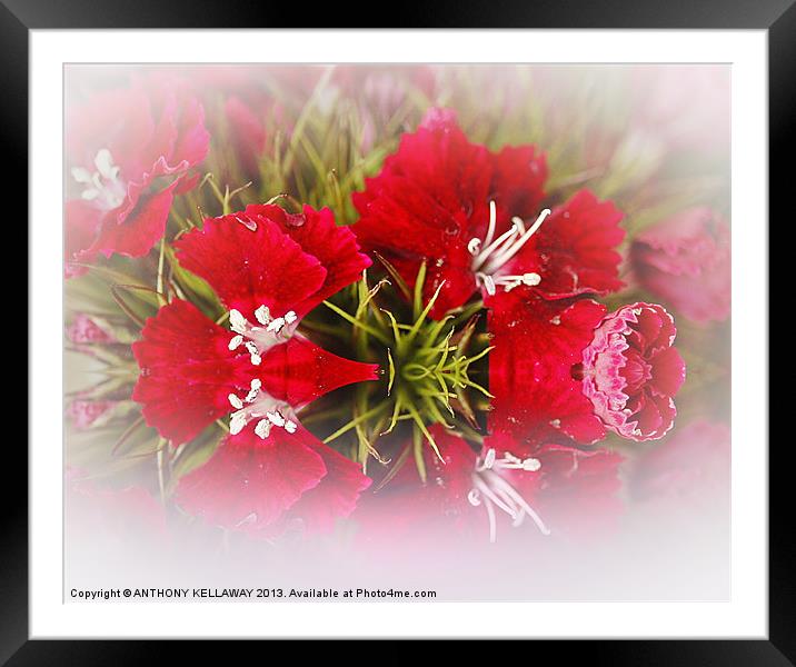 SWEET WILLIAM Framed Mounted Print by Anthony Kellaway