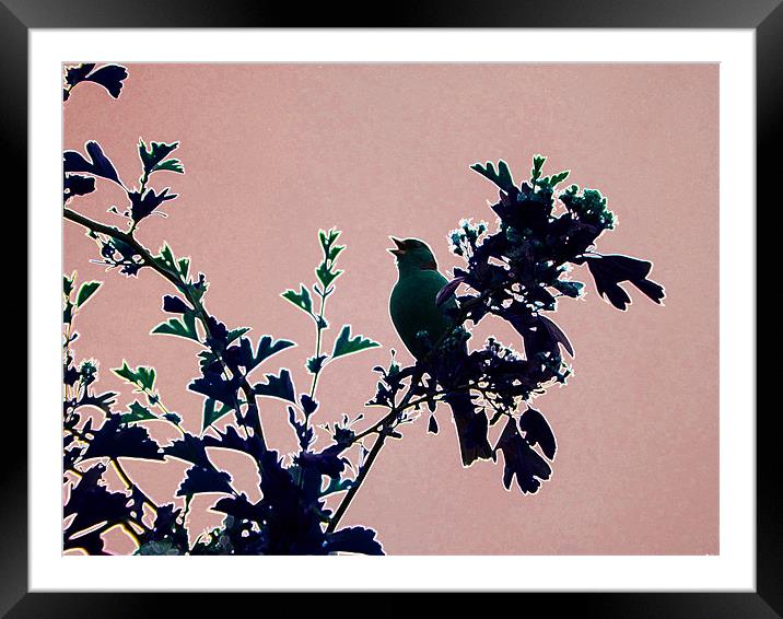 Chaffinch in Hawthorn Blossom Framed Mounted Print by Noreen Linale