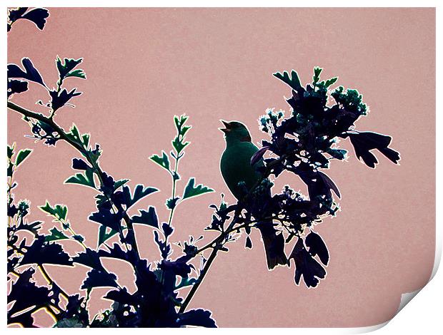 Chaffinch in Hawthorn Blossom Print by Noreen Linale