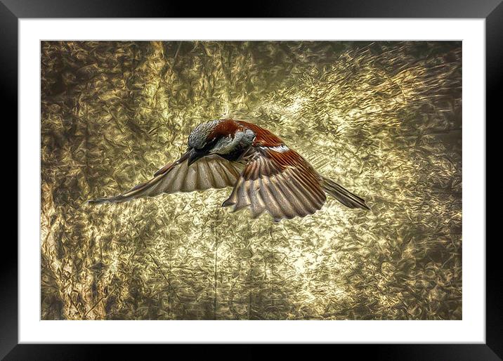 Sparrow in flight Framed Mounted Print by Matthew Laming