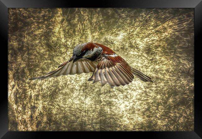 Sparrow in flight Framed Print by Matthew Laming