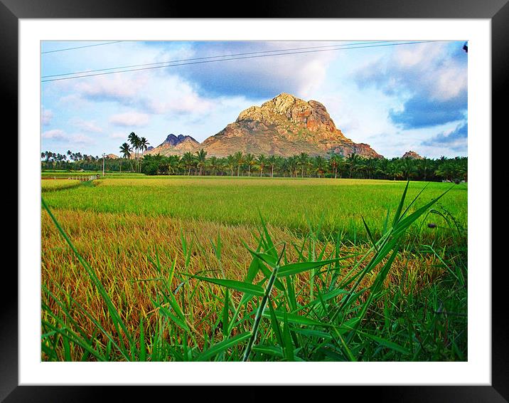 GREEN GRASS BELOW THE MOUNTAINS Framed Mounted Print by NILADRI DAS