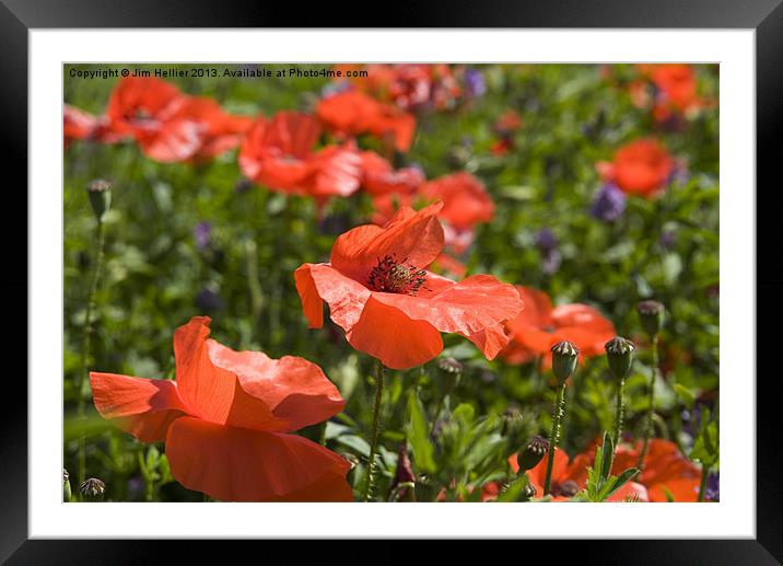 Poppies West Berkshire Framed Mounted Print by Jim Hellier