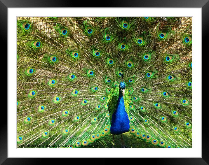 Peacock Framed Mounted Print by kelly Draper