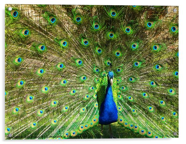 Peacock Acrylic by kelly Draper