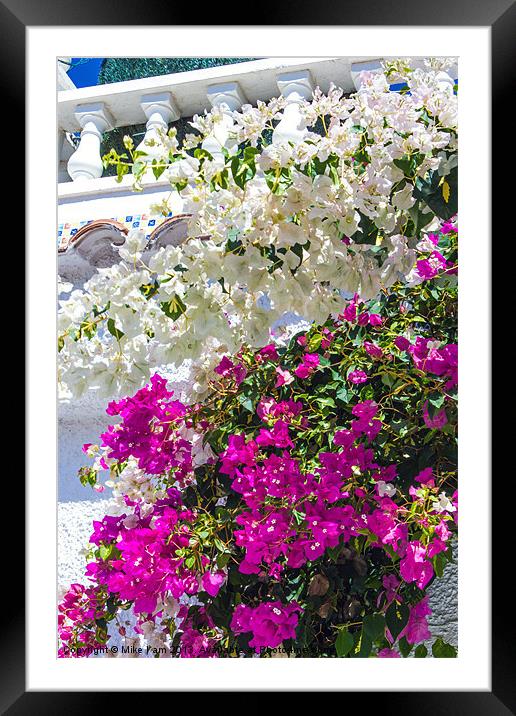 bougainvillier Framed Mounted Print by Thanet Photos