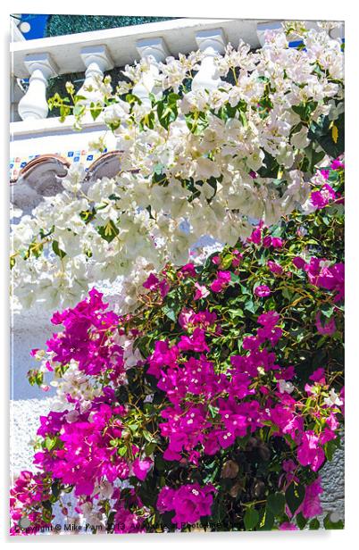 bougainvillier Acrylic by Thanet Photos