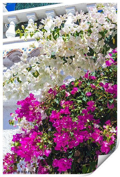 bougainvillier Print by Thanet Photos