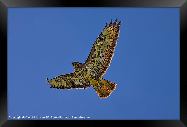 BUZZARD SOARING Framed Print by David Atkinson