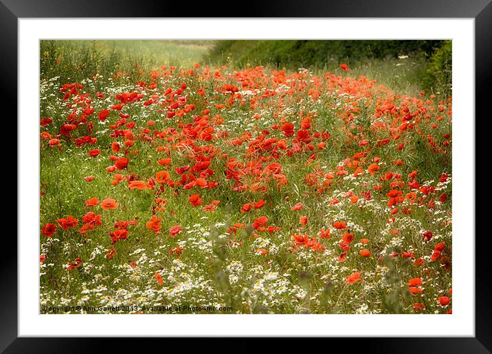 Field of Poppies 2 Framed Mounted Print by Ann Garrett