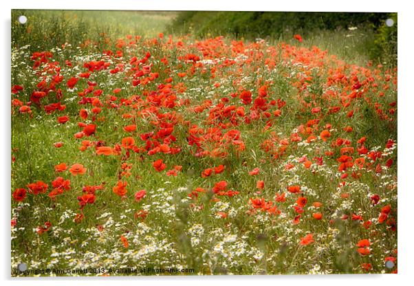 Field of Poppies 2 Acrylic by Ann Garrett