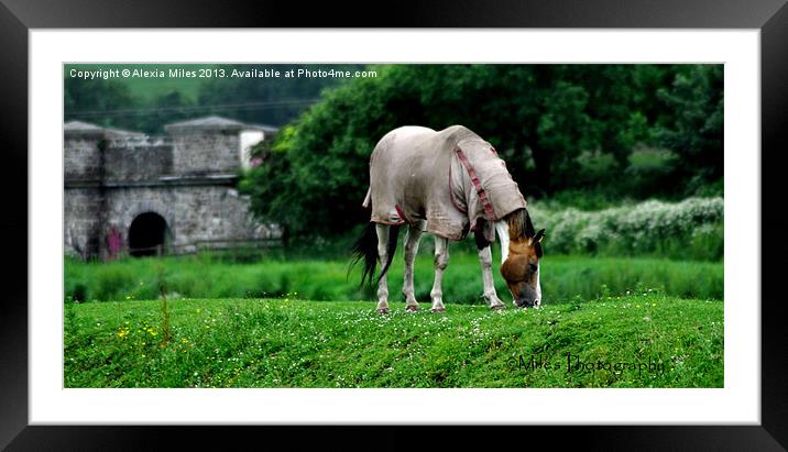 Grazing Framed Mounted Print by Alexia Miles