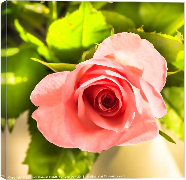 A Pink Rose Canvas Print by Tylie Duff Photo Art