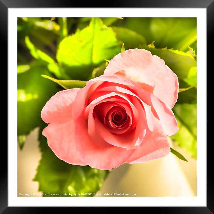 A Pink Rose Framed Mounted Print by Tylie Duff Photo Art