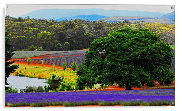 Bridestowe Laveder farm Tasmania Acrylic by Lenka Dunn